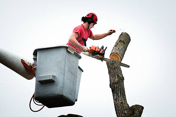 Best Residential Tree Removal  in Colesville, MD