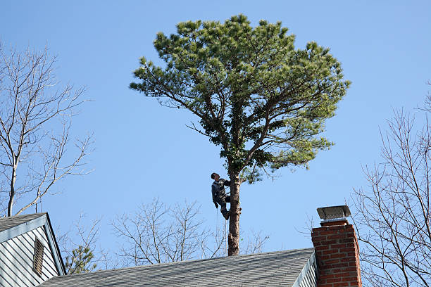 Best Storm Damage Tree Cleanup  in Colesville, MD